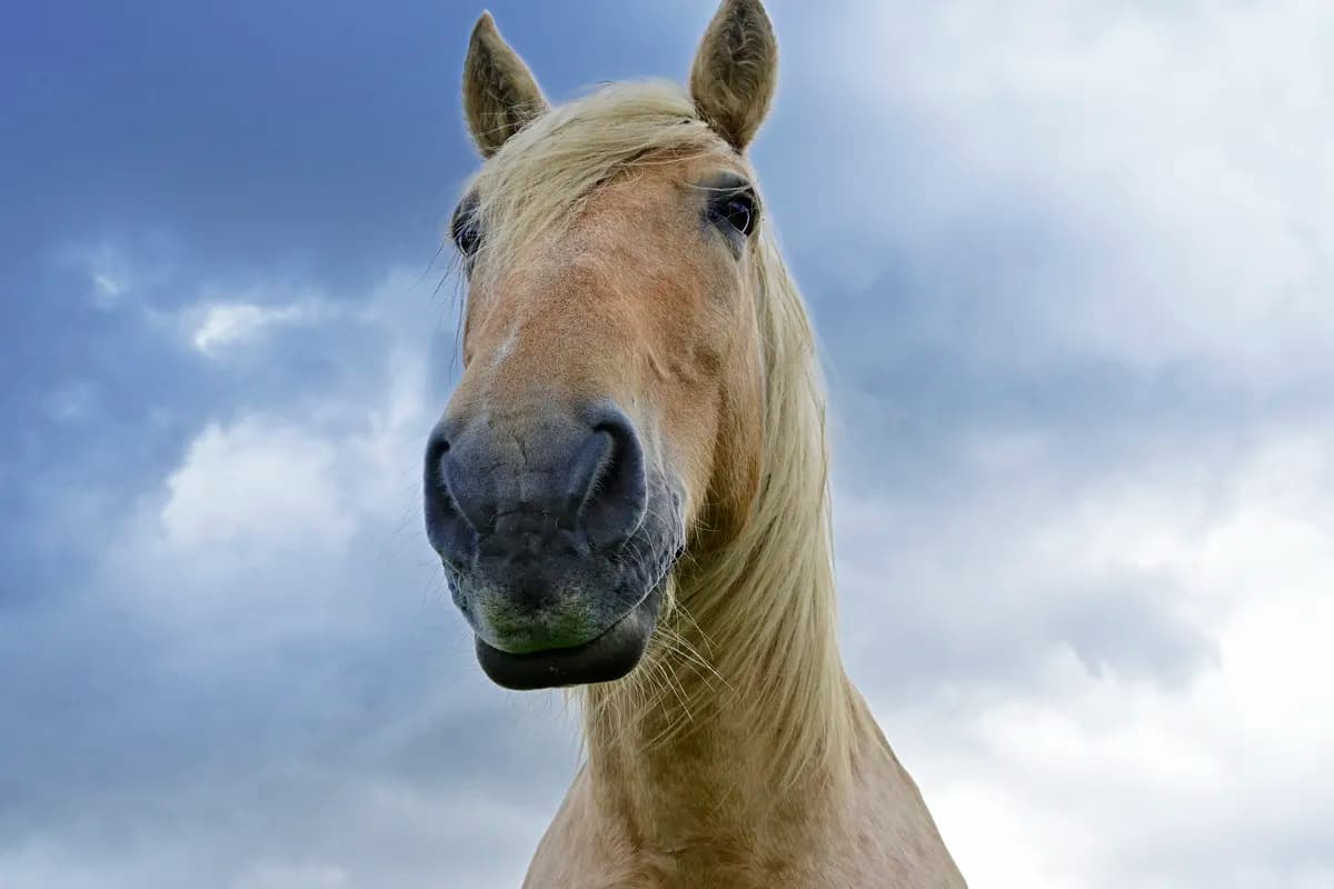 Was kostet ein Pferd? Haflinger Portrait Was kostet ein Pferd? Haflinger Portrait