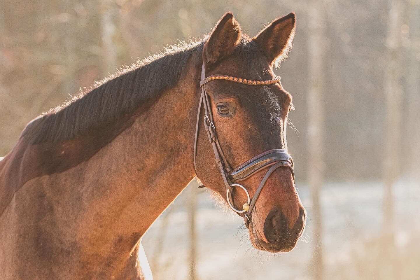 Professionelle Pferdebewertung Professionelle Pferdebewertung