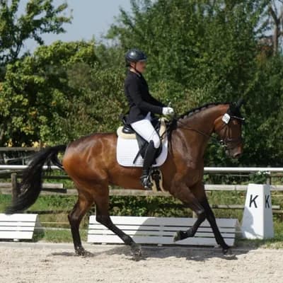 PferdeWert Instagram - Pferd mit Turnierschleife