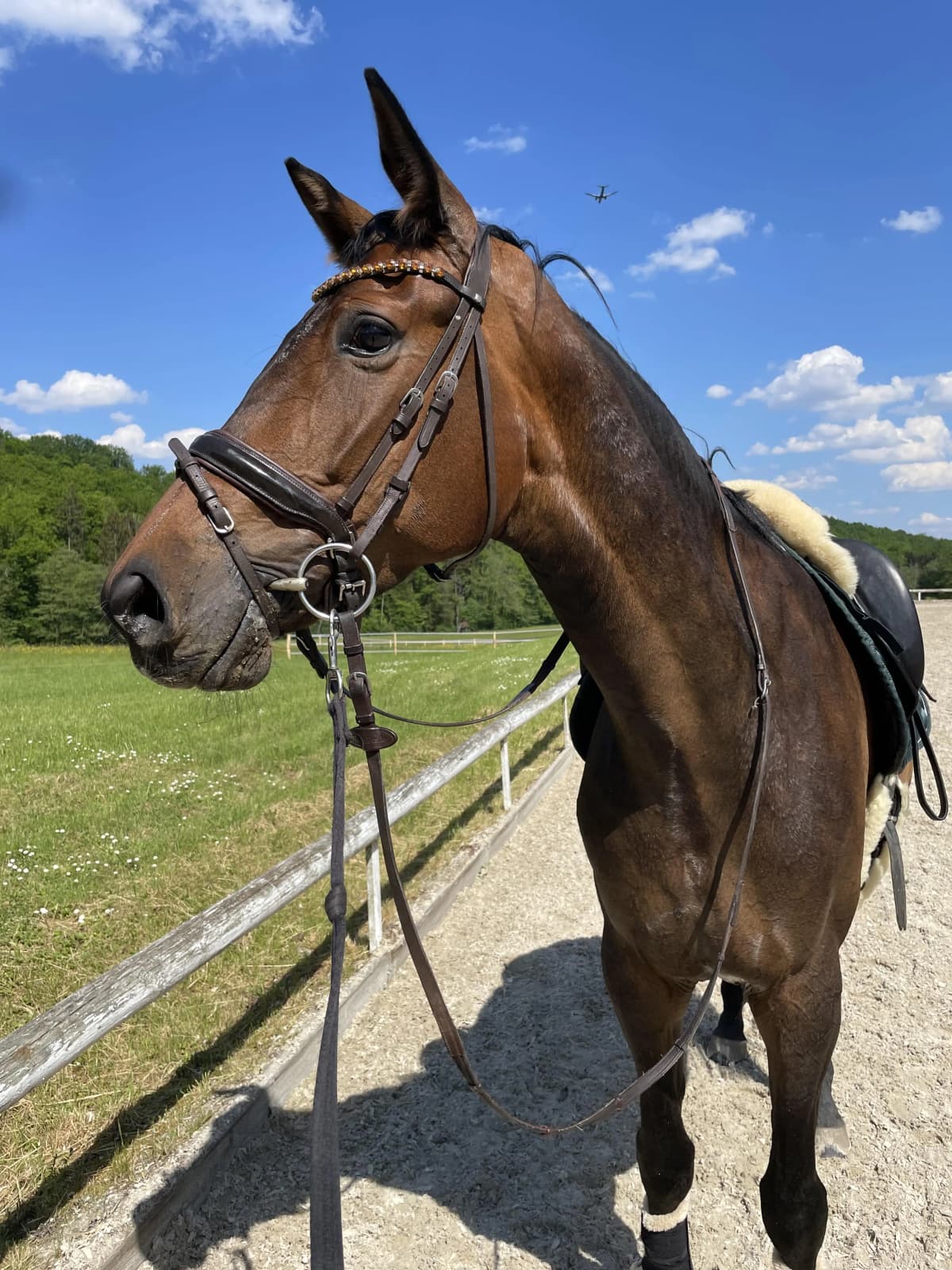 Unser Pferd Blossom bei Sonnenschein - Pferd kaufen mit professioneller Preisbewertung