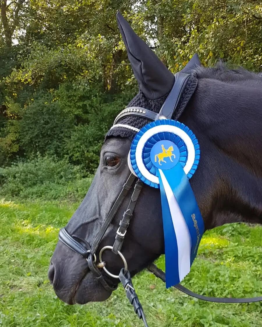 Unser Pferd Dino - Erfolgreicher Pferdeverkauf mit professioneller Bewertung